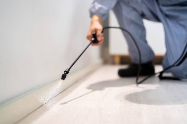 Licensed Wasp Removal service in Edgewood, FL - Show Me Pest Control